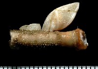 藏品(紋大茗荷)的圖片