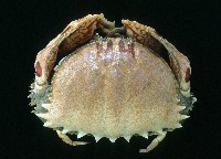 藏品(逍遙饅頭蟹)的圖片