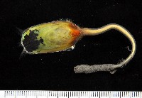 藏品(鴨嘴海豆芽)的圖片