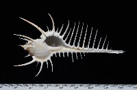 藏品(維納斯骨螺)的圖片