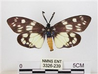 藏品(蓬萊茶斑蛾)的圖片