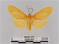 藏品(橙擬燈蛾)的圖片