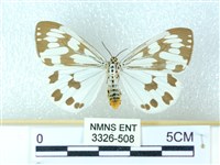 藏品(粉蝶燈蛾)的圖片