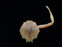 藏品(十一刺栗殼蟹)的圖片