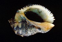 藏品(台灣岩螺)的圖片