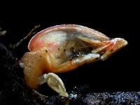 藏品(直板茗荷)的圖片