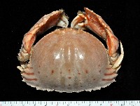 藏品(卷折饅頭蟹)的圖片