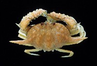 藏品(武裝筐形蟹)的圖片