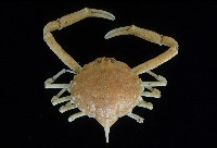 藏品(泡粒長螯蟹)的圖片