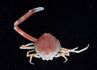 藏品(象牙長螯蟹)的圖片