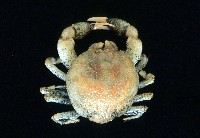 藏品(核果螺之一種)的圖片