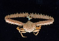 藏品(長手菱蟹)的圖片