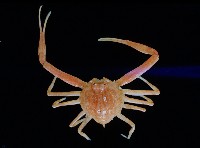 藏品(十一刺栗殼蟹)的圖片