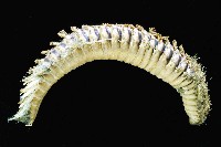 藏品(黃海毛蟲)的圖片