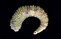 藏品(未知種海蛭)的圖片