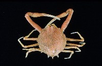 藏品(白塔織紋螺)的圖片