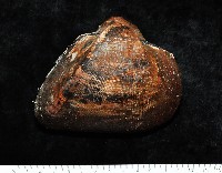 藏品(圓魁蛤)的圖片