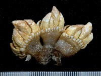 藏品(龜足茗荷(龜爪茗荷))的圖片