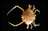 藏品(雙角轉輪蟹)的圖片