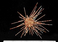 藏品(斑腔海膽)的圖片