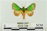 藏品(素木綠刺蛾)的圖片