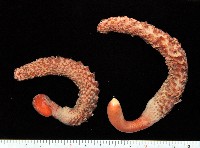 藏品(麥氏棘羽海鰓)的圖片