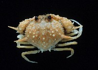 藏品(武裝筐形蟹)的圖片