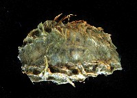 藏品(海鼠鱗沙蠶)的圖片