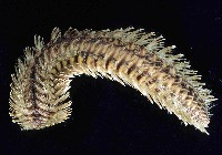 藏品(黃海毛蟲)的圖片