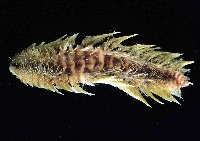 藏品(梯斑海毛蟲)的圖片