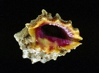 藏品(玫瑰岩螺)的圖片