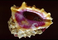 藏品(玫瑰岩螺)的圖片