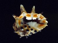 藏品(黃齒岩螺)的圖片