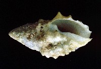 藏品(白結螺)的圖片