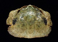 藏品(公雞饅頭蟹)的圖片