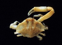 藏品(小五角蟹)的圖片