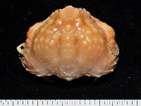 藏品(山羊饅頭蟹)的圖片