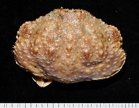 藏品(肝葉饅頭蟹)的圖片