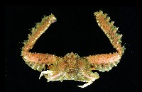 藏品(短臂側棘蟹)的圖片