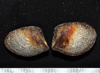 藏品(銀錦蛤)的圖片