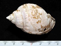 藏品(可愛鬘螺)的圖片