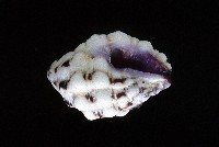 藏品(紫口岩螺)的圖片