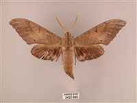 藏品(栗六點天蛾)的圖片