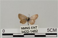 藏品(藍灰蝶沖繩亞種)的圖片