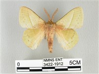 藏品(青枯葉蛾)的圖片