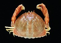 藏品(卷折饅頭蟹)的圖片