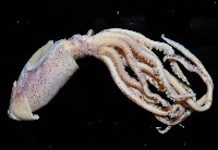 藏品(龍氏爪魷魚)的圖片