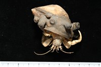 藏品(寄居蟹鞘群海葵)的圖片
