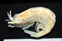 藏品(棘尾費氏扁節蝦)的圖片