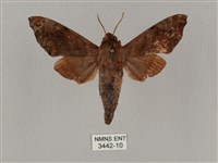 藏品(姬缺角天蛾)的圖片